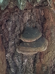 Phellinus populicola