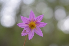 Dahlia australis