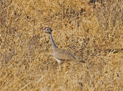 Eupodotis senegalensis