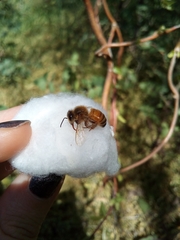 Apis mellifera