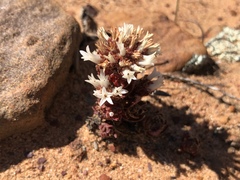Crassula alpestris