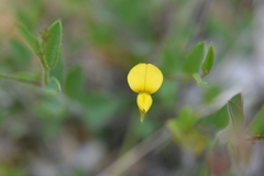 Crotalaria bupleurifolia