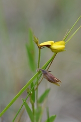 Crotalaria bupleurifolia