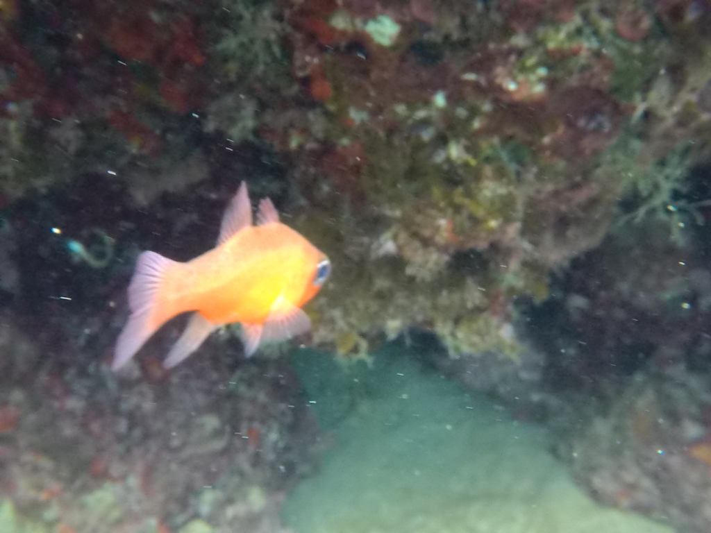 Cardinal Fish