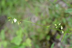 Desmodium macrostachyum