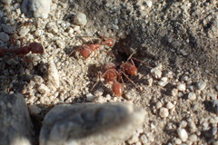 Pogonomyrmex californicus
