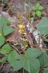 Rhynchosia longeracemosa