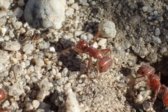 Pogonomyrmex californicus
