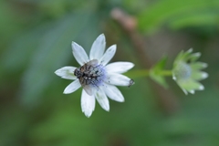 Eryngium scaposum
