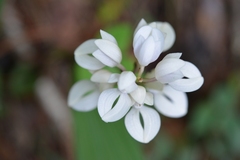 Govenia liliacea