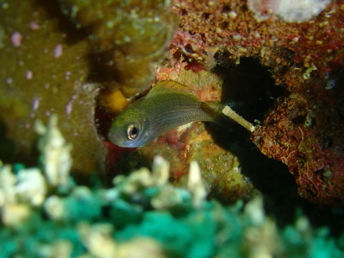 Teixeirichthys observed 2025-05-17