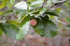 Quercus segoviensis