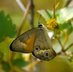Hypocysta irius