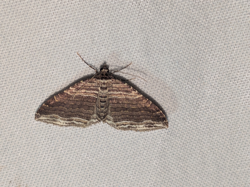 Many-lined Carpet Moth