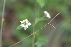 Lantana hispida
