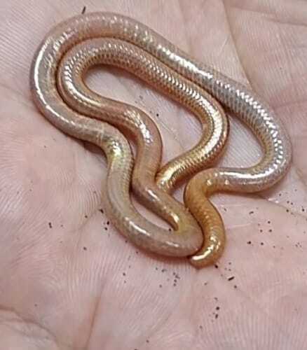 Mato Grosso Blind Snake