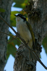 Melithreptus albogularis