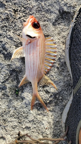 Photo of Longspine squirrelfish (Holocentrus rufus)