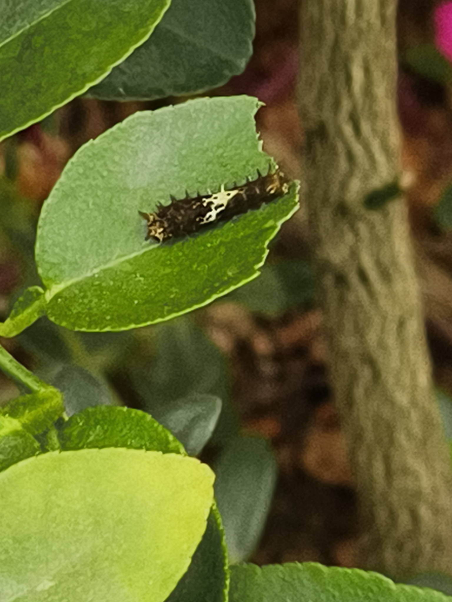 Lime Swallowtail