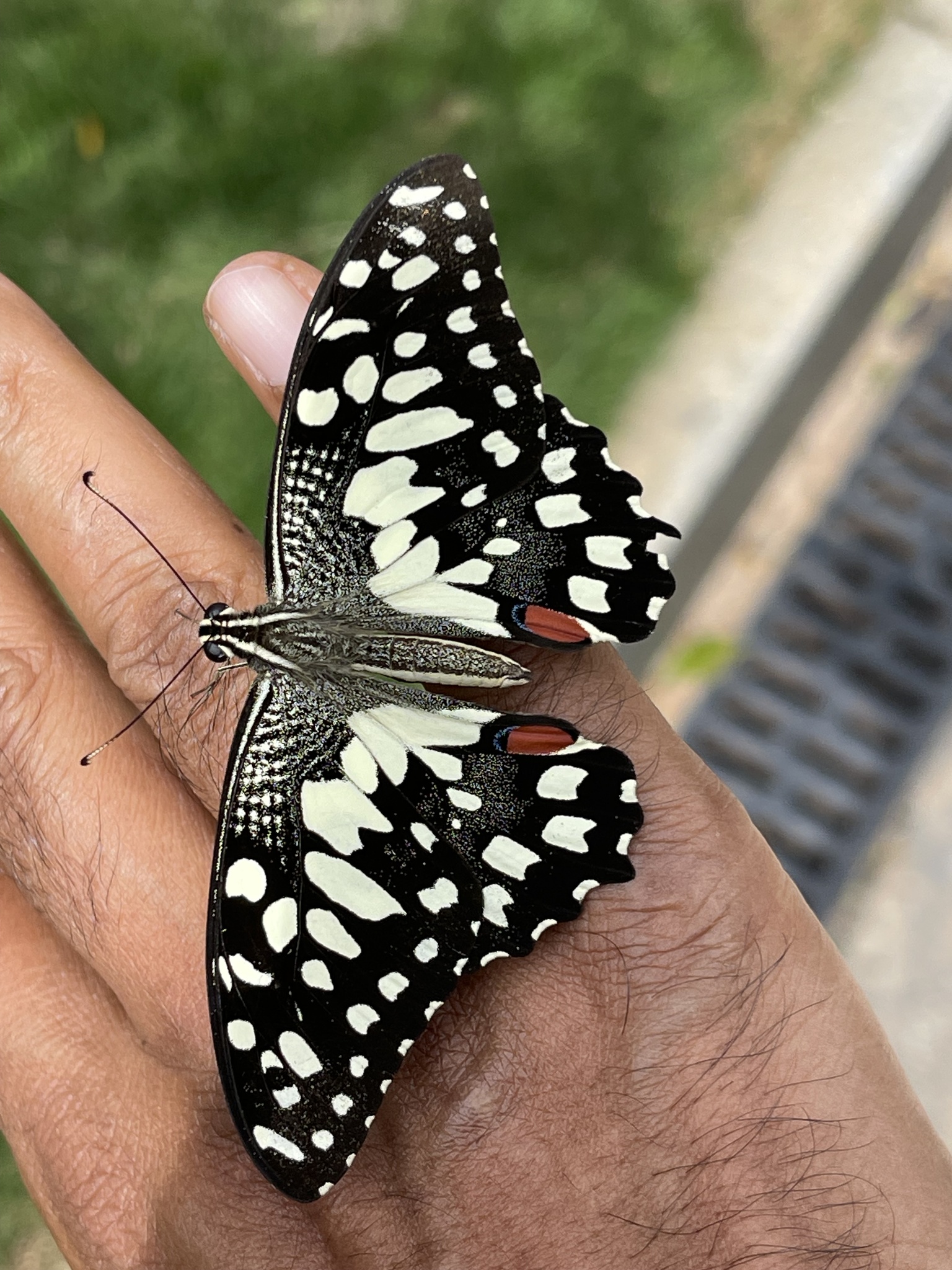 Lime Swallowtail