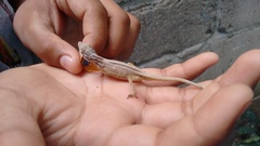 Anolis unilobatus