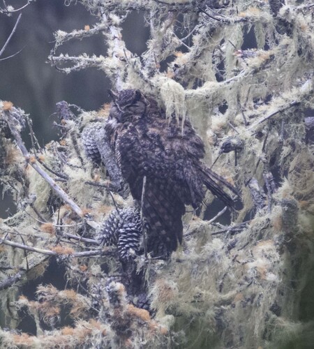 View observation of {o.common_name} on iNaturalist