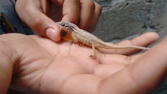 Anolis unilobatus