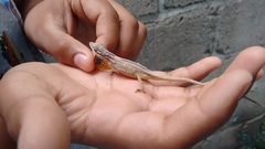 Anolis unilobatus