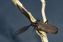 Sarifer seabrai