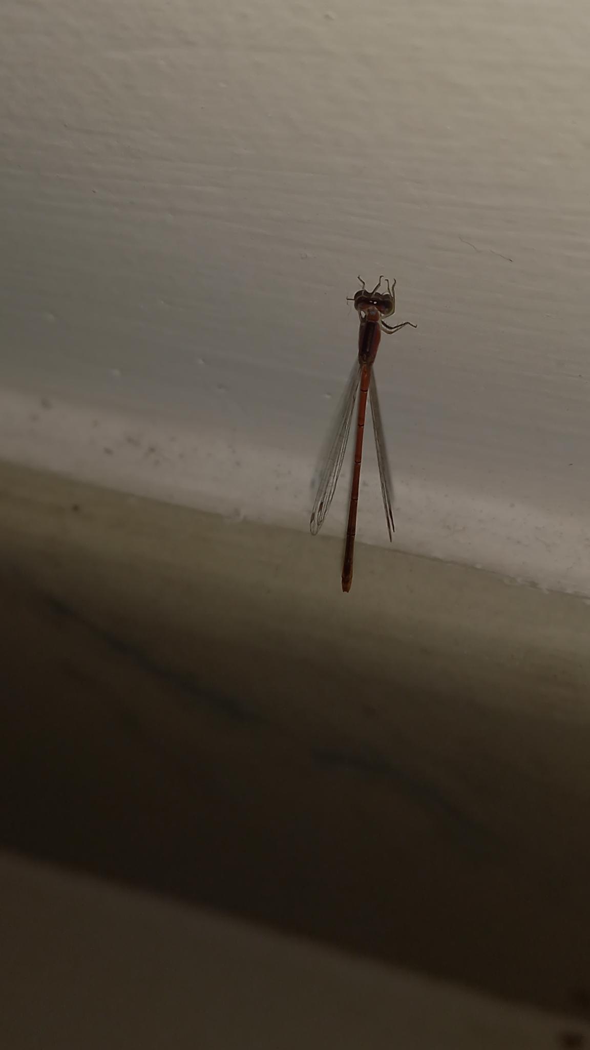 Pygmy Dartlet