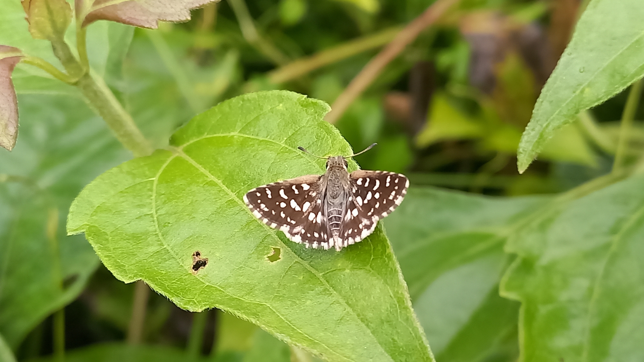 Asian Grizzled Skipper