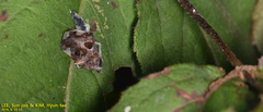 Ricania speculum