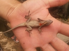 Anolis sagrei