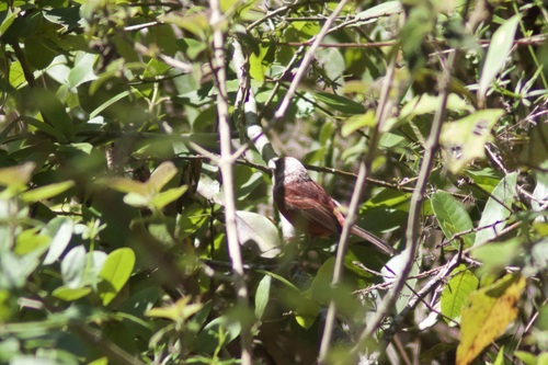 Pink-headed Warbler (Cardellina versicolor), photo 6