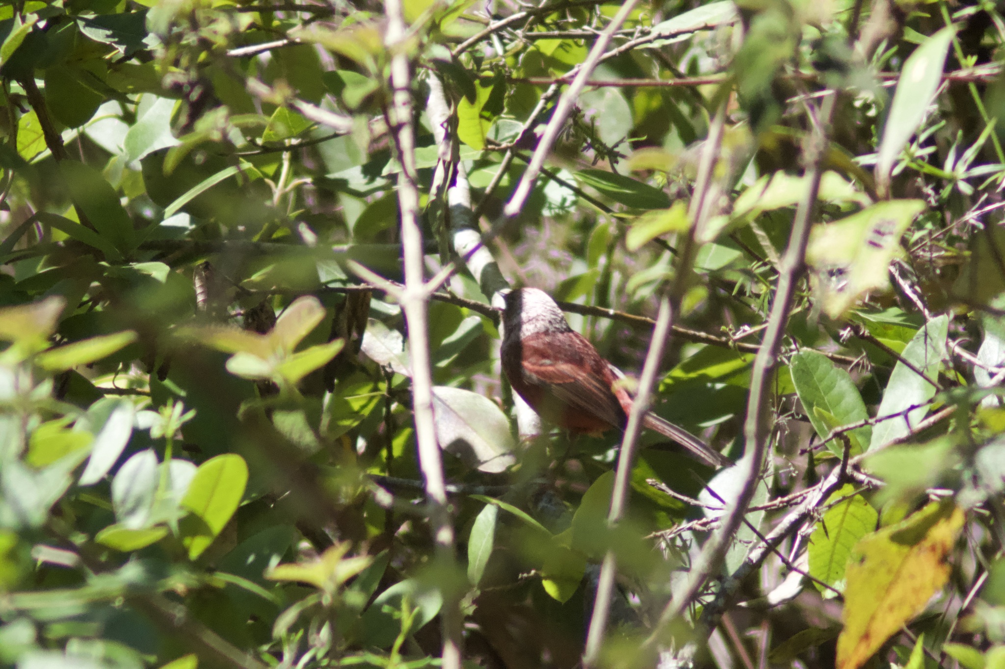 Pink-headed Warbler (Cardellina versicolor), photo 6