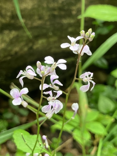 Purple Rocket (Iodanthus pinnatifidus)