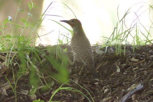 Guatemalan Flicker (Colaptes mexicanoides), photo 6