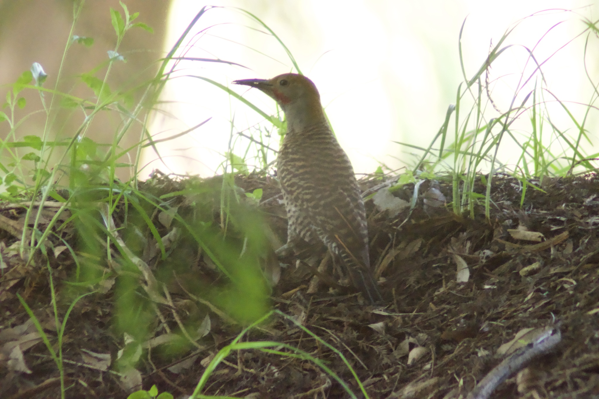 Guatemalan Flicker (Colaptes mexicanoides), photo 6