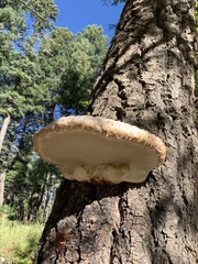 Fomitopsis schrenkii