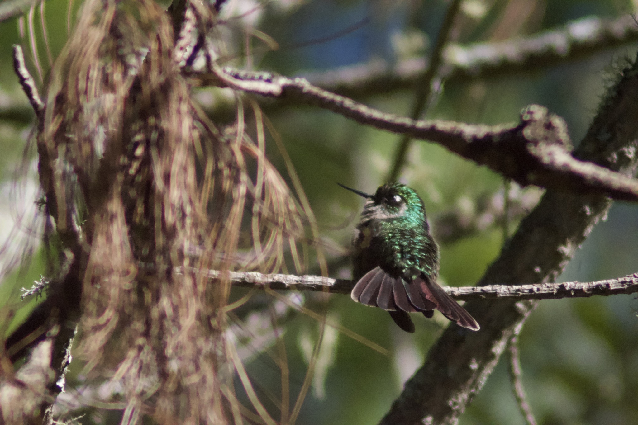 Garnet-throated Hummingbird (Lamprolaima rhami), photo 4