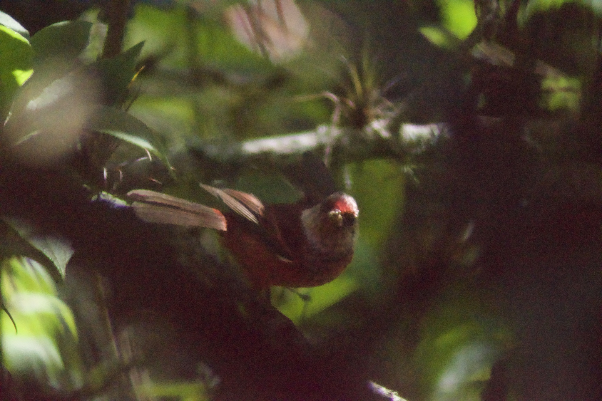 Pink-headed Warbler (Cardellina versicolor), photo 5