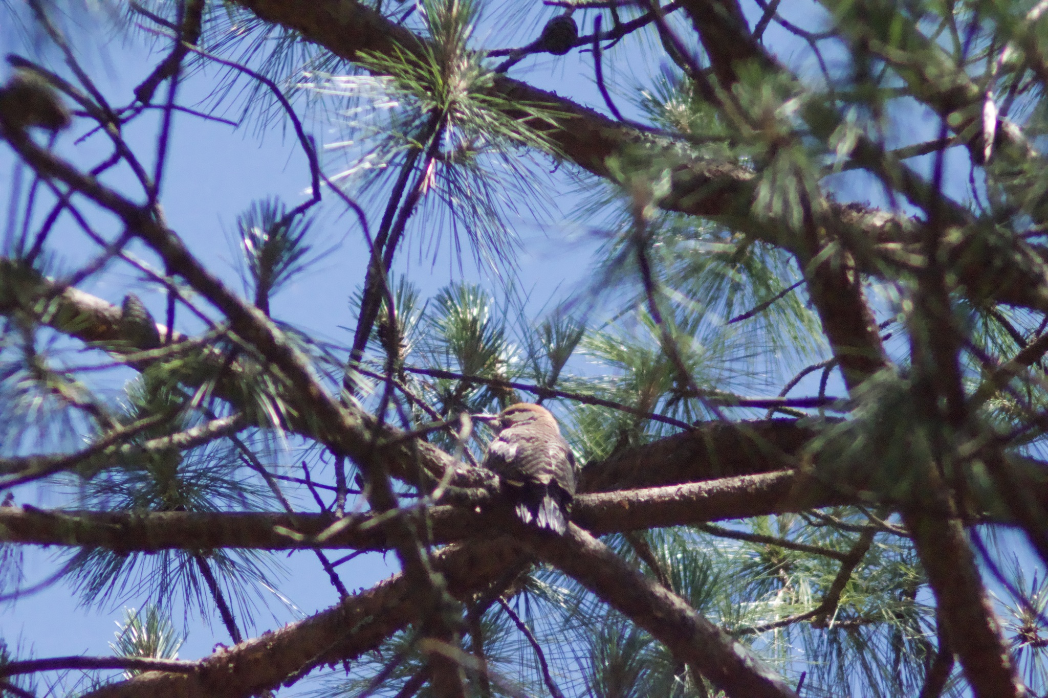 Guatemalan Flicker (Colaptes mexicanoides), photo 5