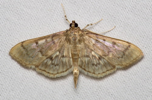 Serpentine Webworm Moth photo 3