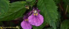 Impatiens textorii