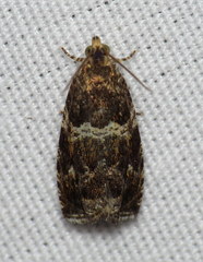 Olethreutes valdanum
