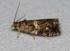 Olethreutes valdanum