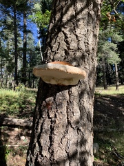 Fomitopsis schrenkii