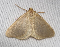 Macaria argillacearia