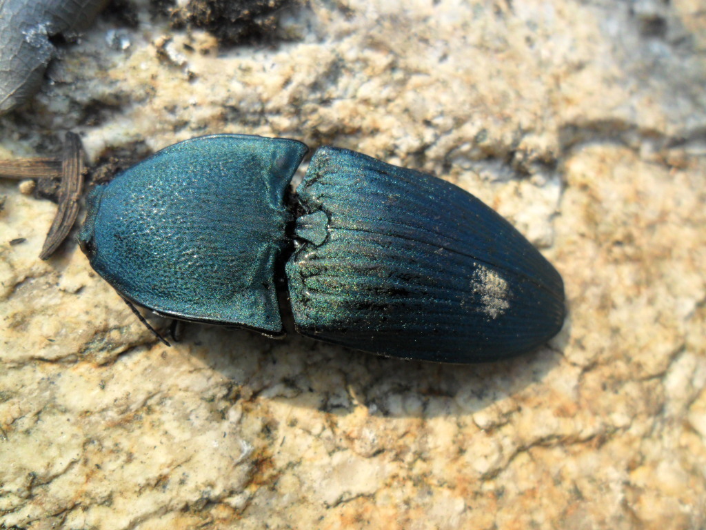 Chalcolepidius lacordairii