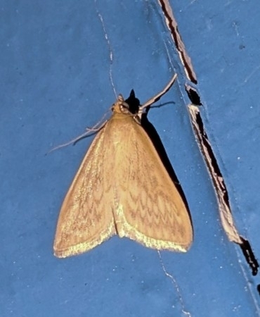 Dimorphic Sitochroa Moth